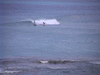Dvc00272