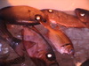 Dvc00305