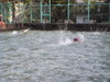 Dvc00333